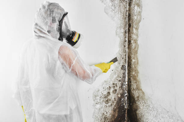 Best Biohazard Mold Removal  in Daly City, CA